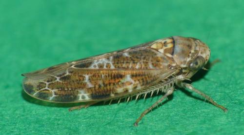 Réf. 307 343 : Allygus mixtus